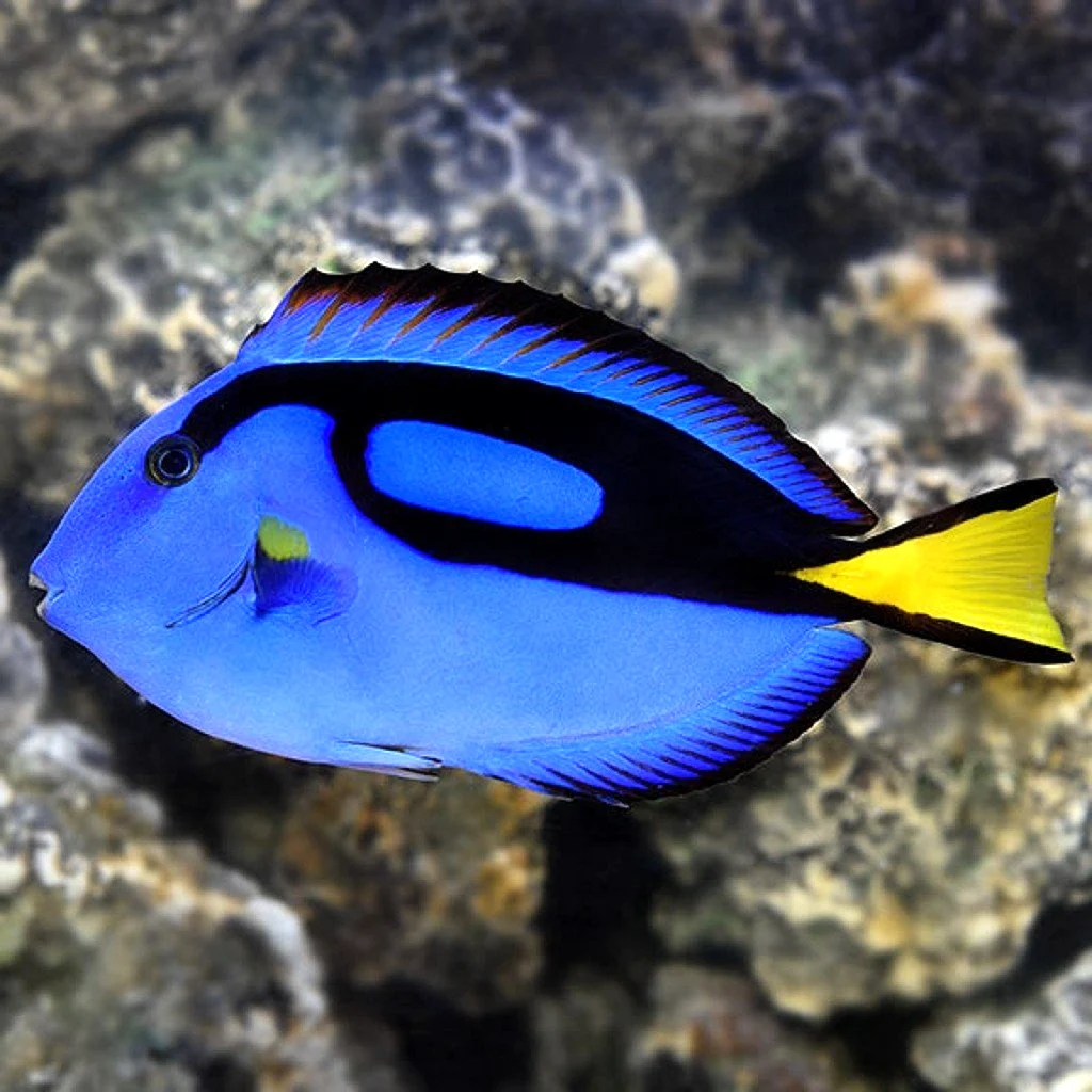 Acanthurus leucosternon