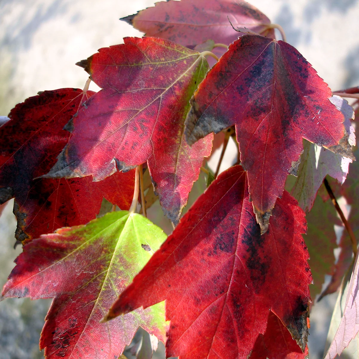 Acer rubrum клен красный Red Sunset