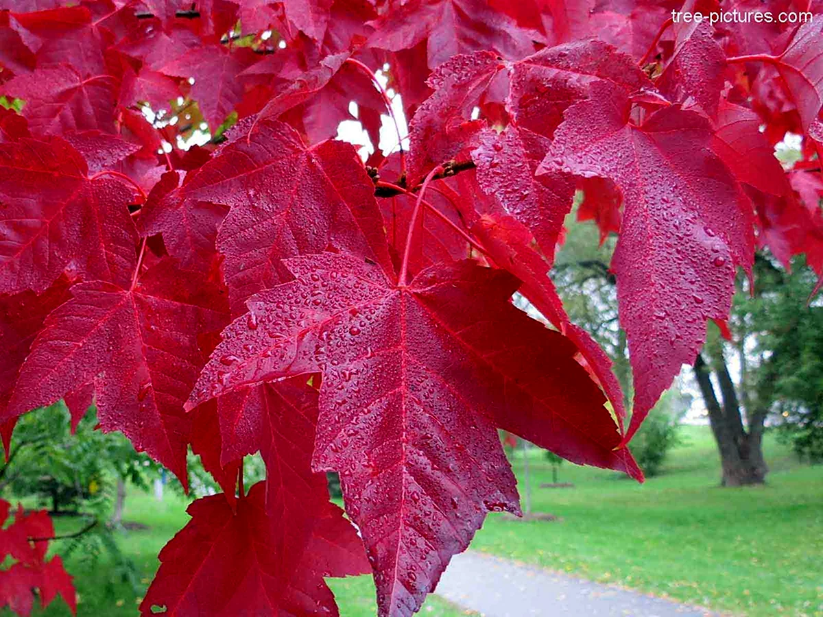 Acer rubrum клен красный Red Sunset