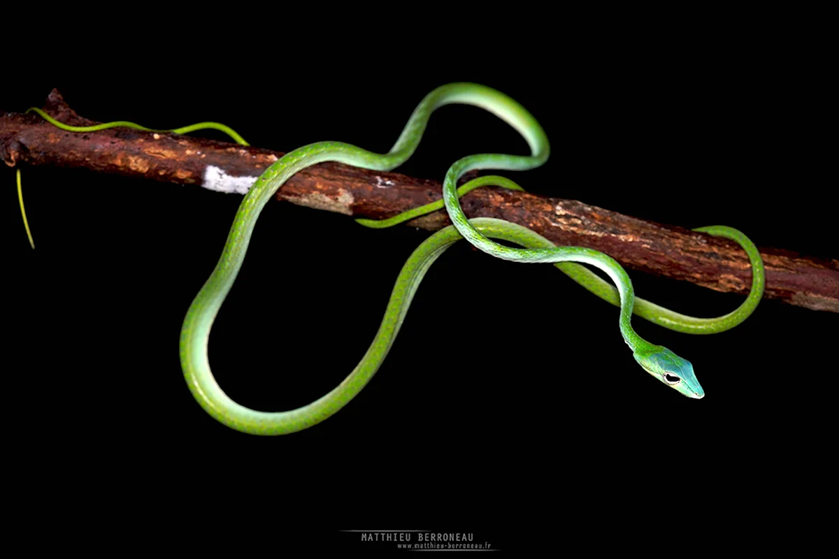 Ahaetulla mycterizans