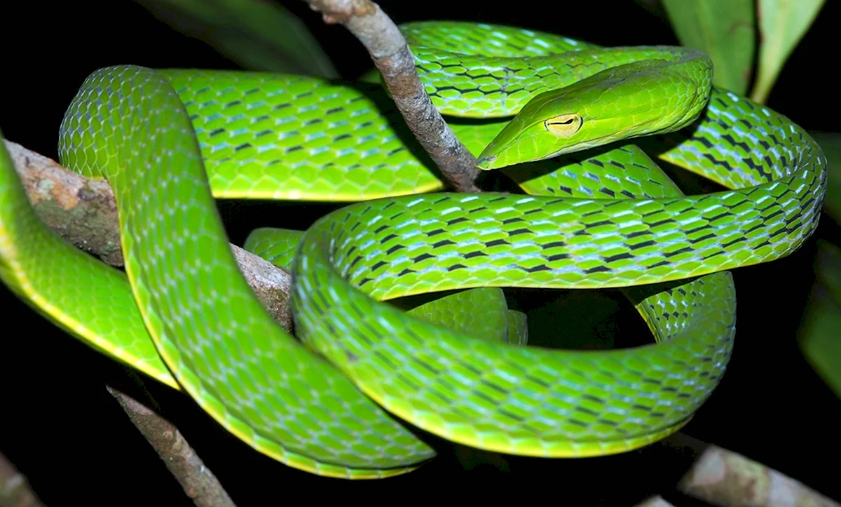 Ahaetulla mycterizans