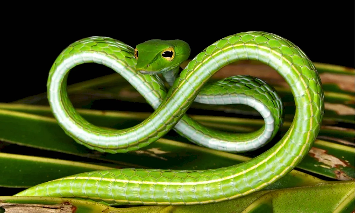 Ahaetulla prasina