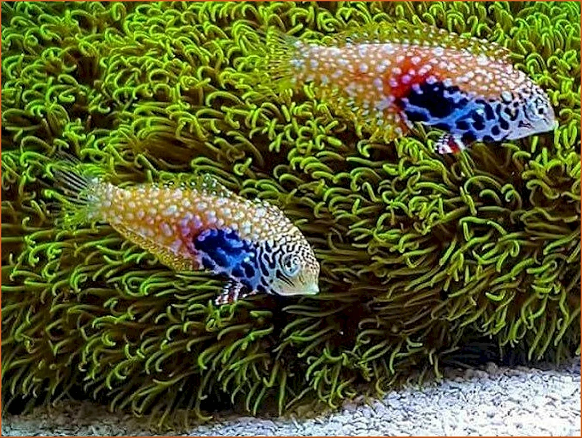 Аквариумные рыбки морские и Пресноводные
