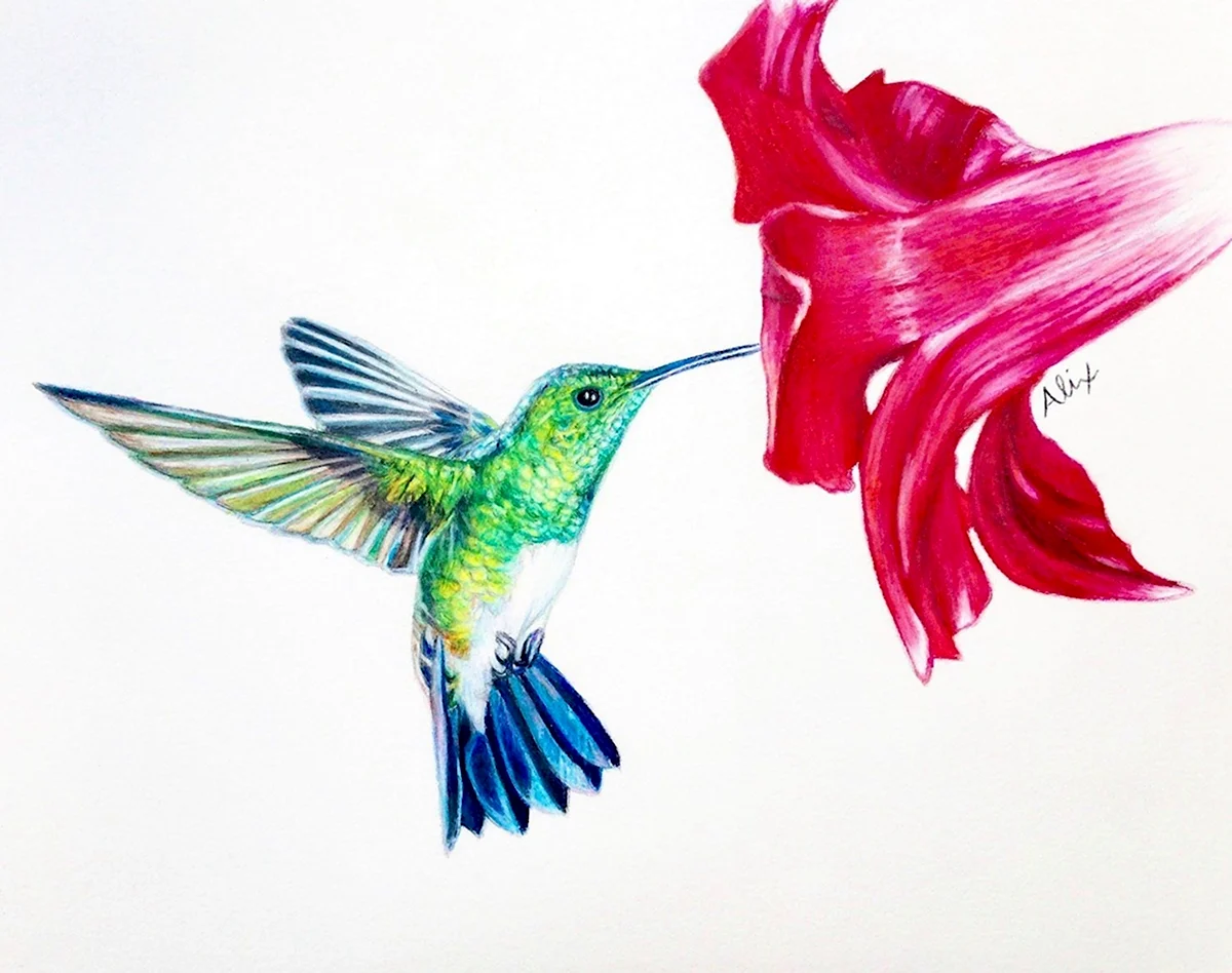 Алгоритм Hummingbird Колибри