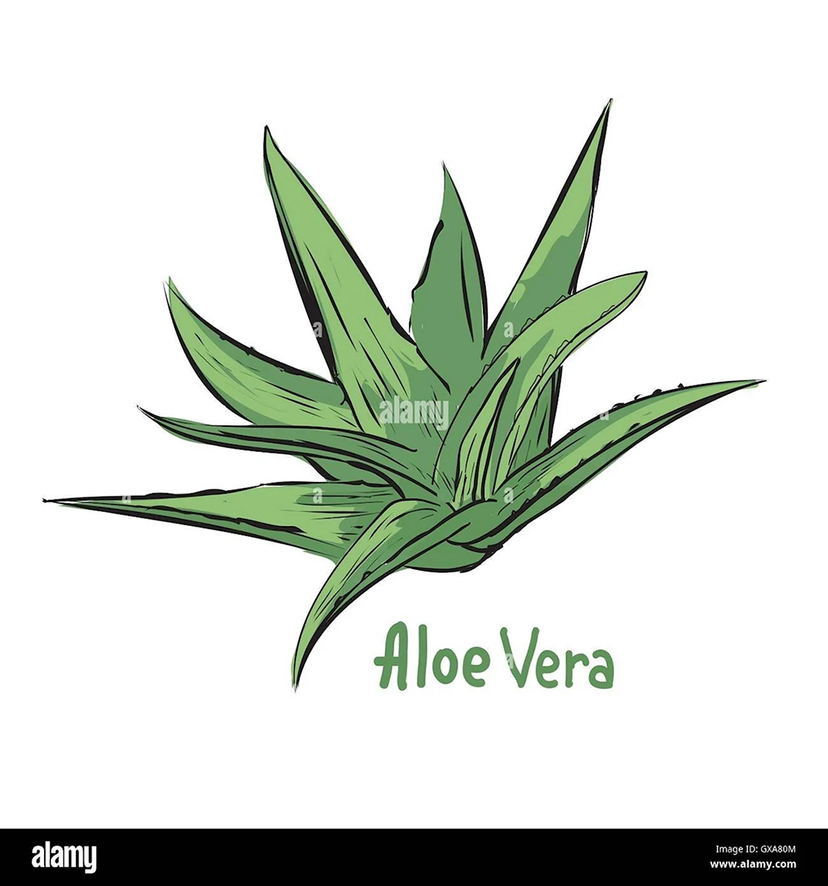 Алоэ Вера Illustrator