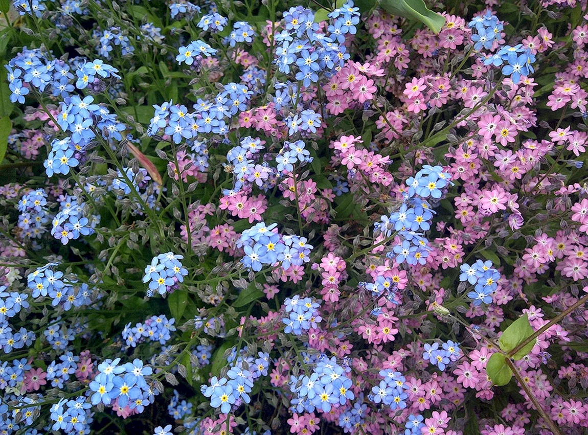 Незабудка семенами в открытый грунт. Незабудка Альпийская (Myosotis alpestris). Незабудка Альпийская синяя. Незабудка низкорослая многолетняя.