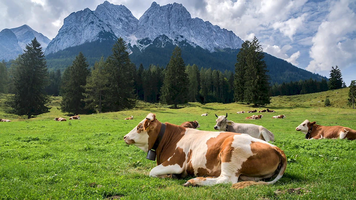 Альпийские Луга Швейцария