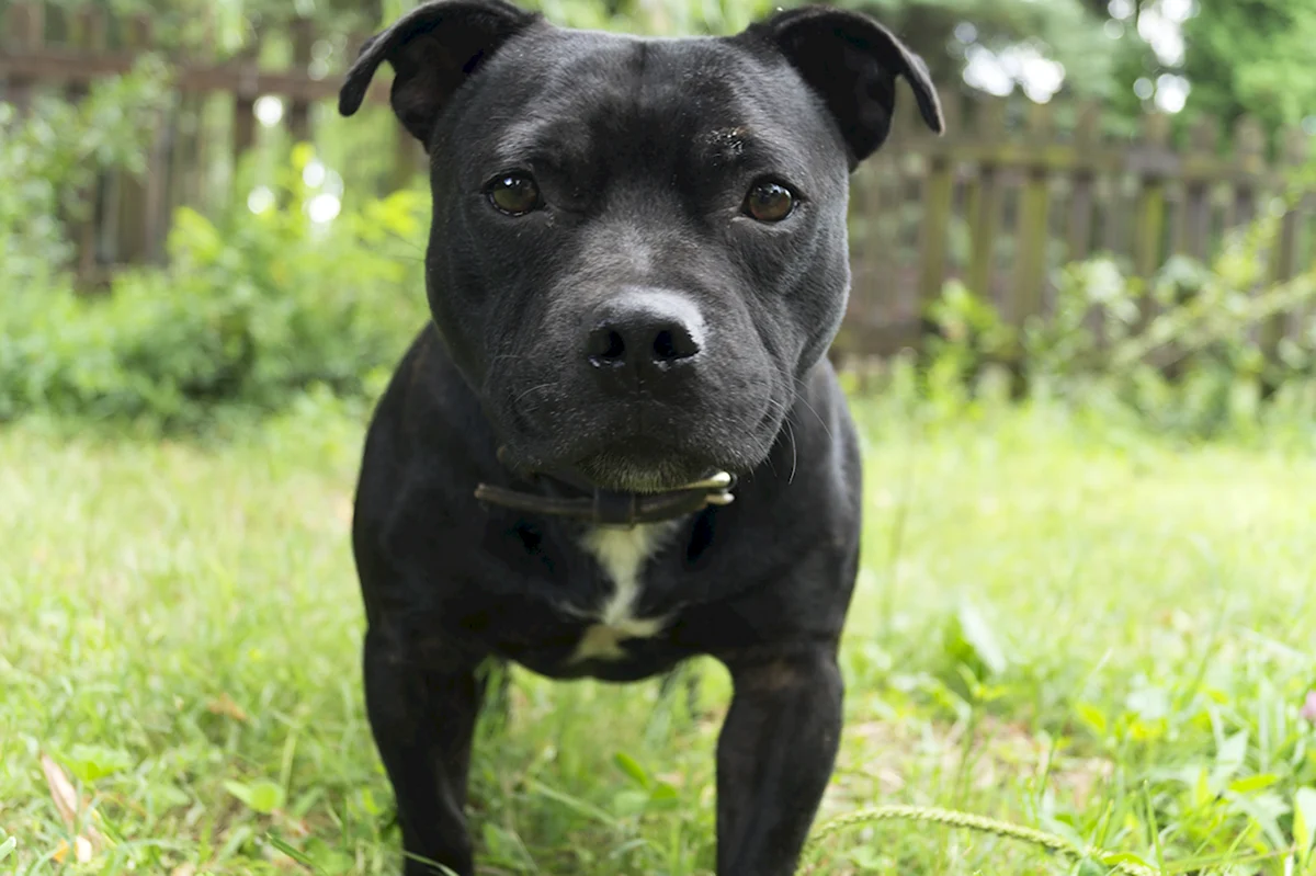 Американский стаффордширский бультерьер