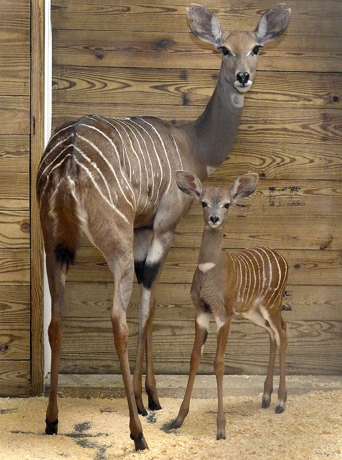 Антилопа Kudu