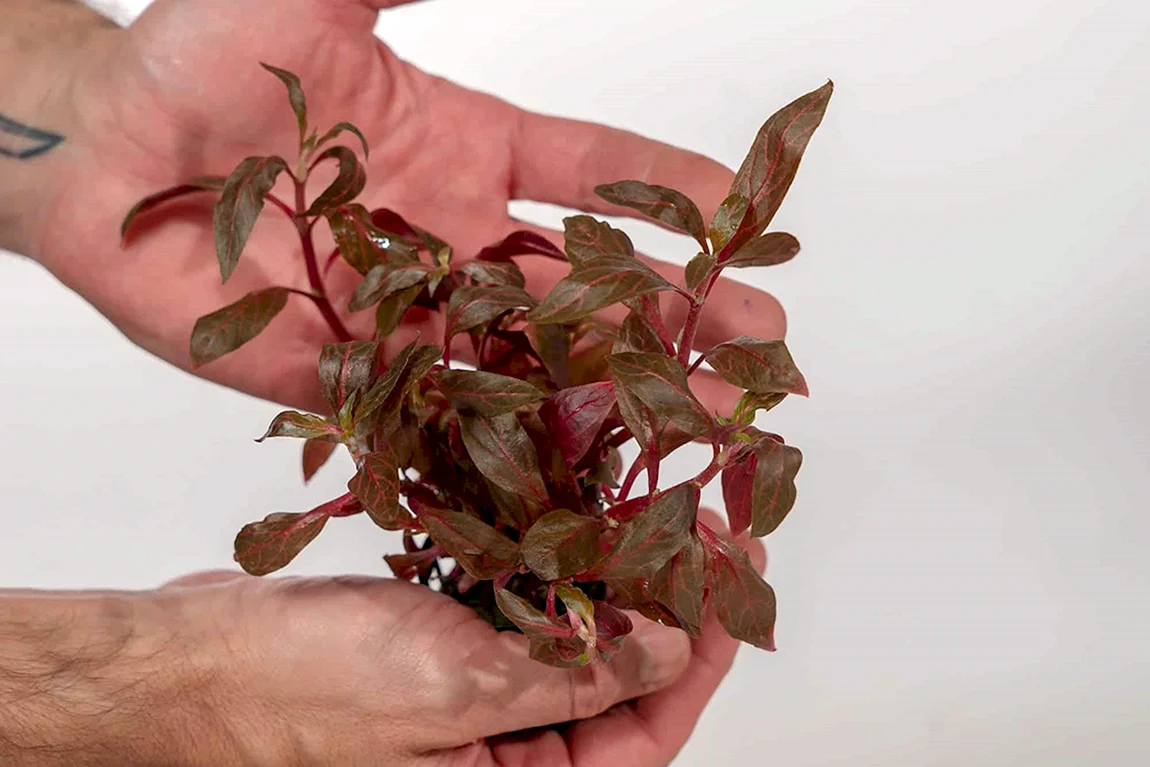Anubias Alternanthera reineckii