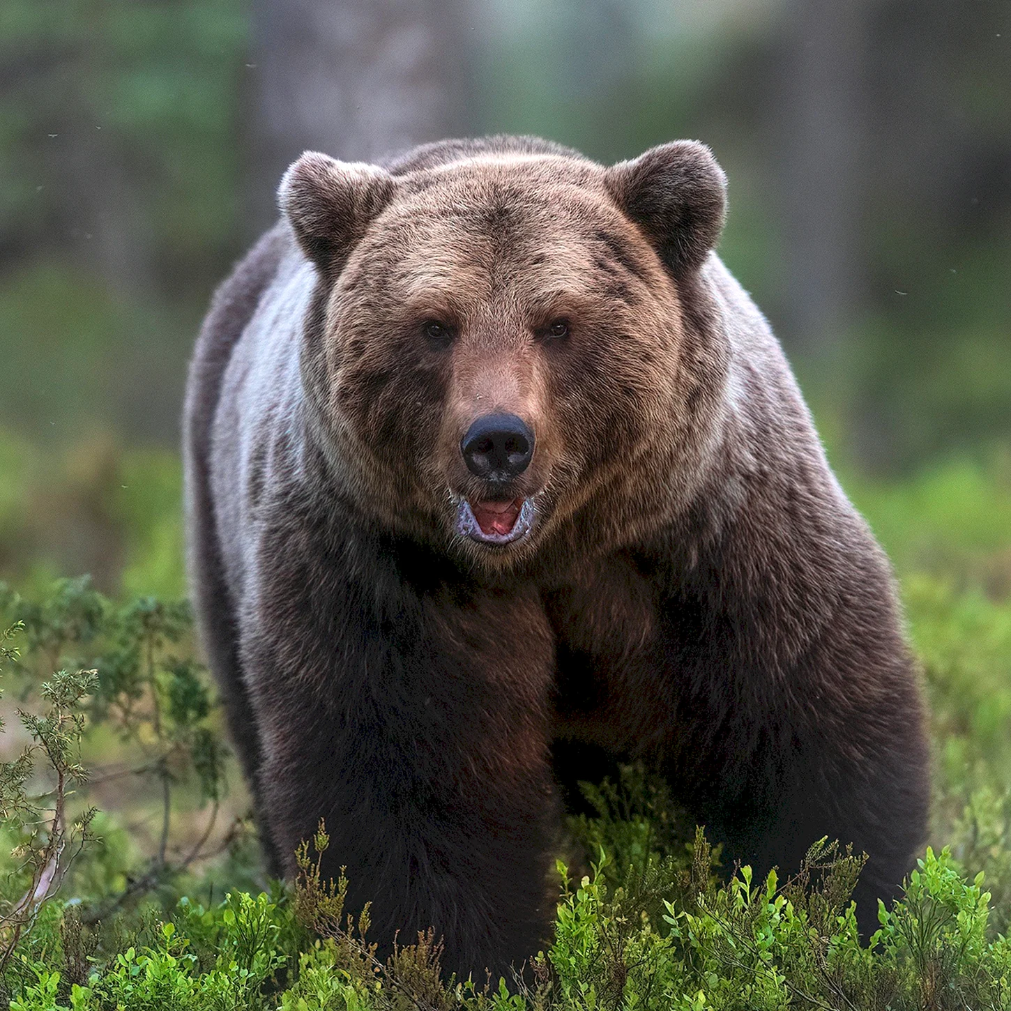Апеннинский бурый медведь