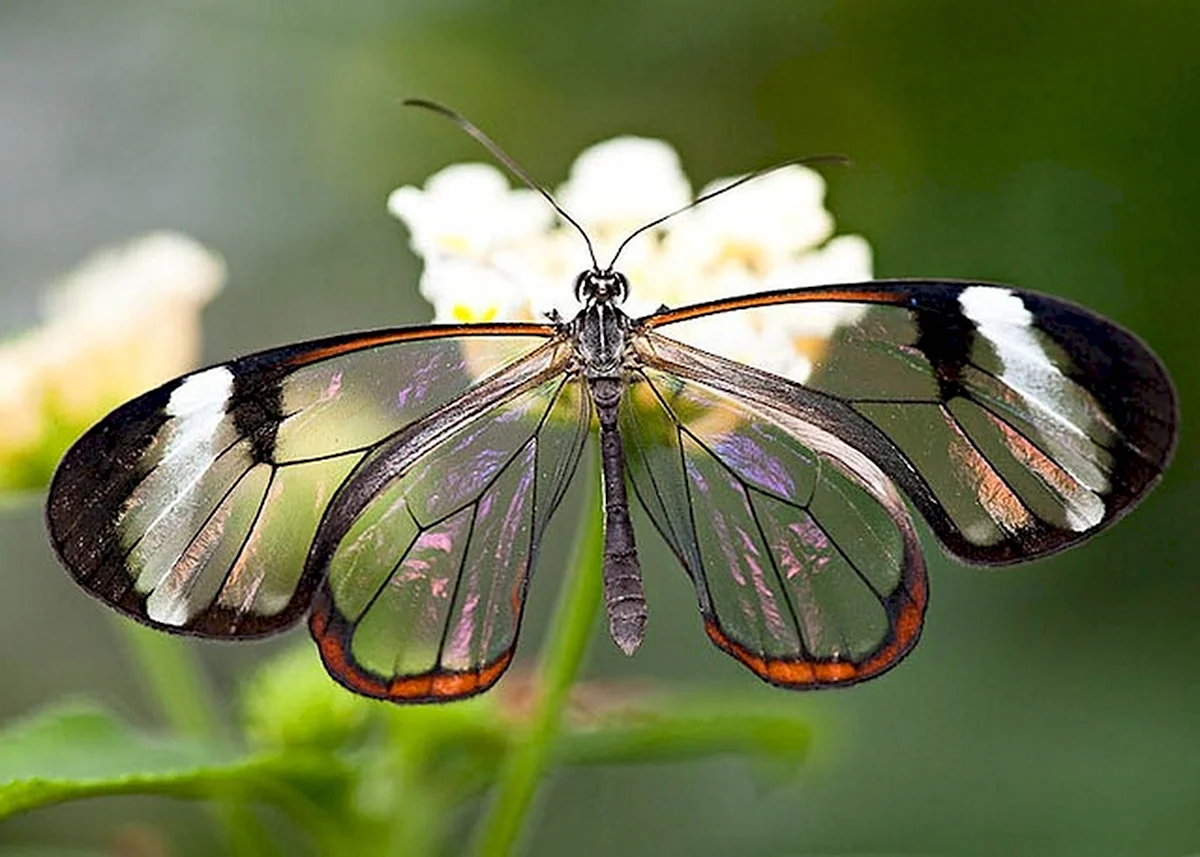 Бабочка стеклокрылка