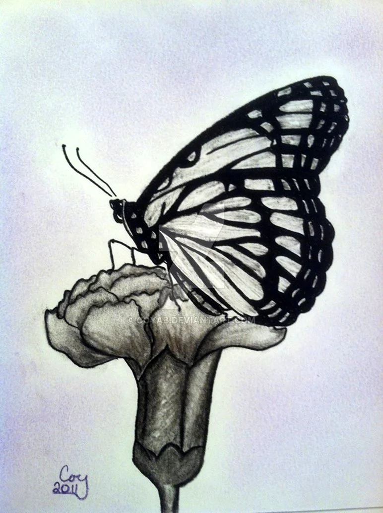 Бабочка простым карандашом
