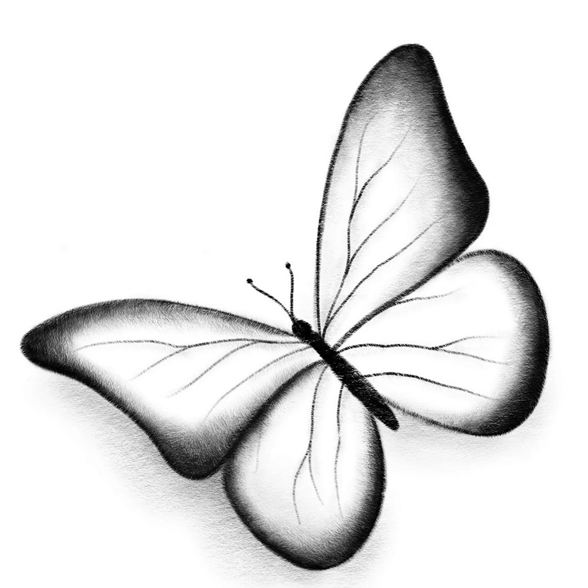 Рисунки бабочки легкие