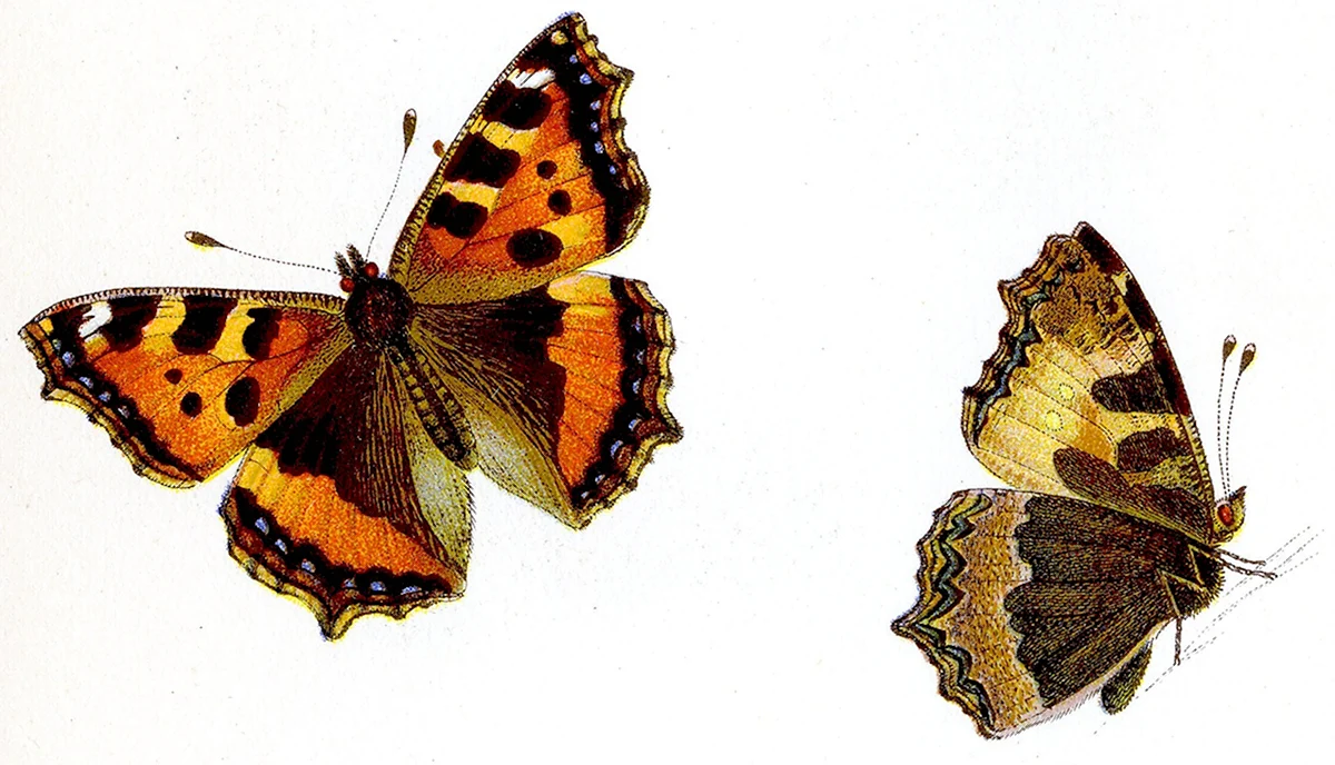 Бабочка крапивница рисунок