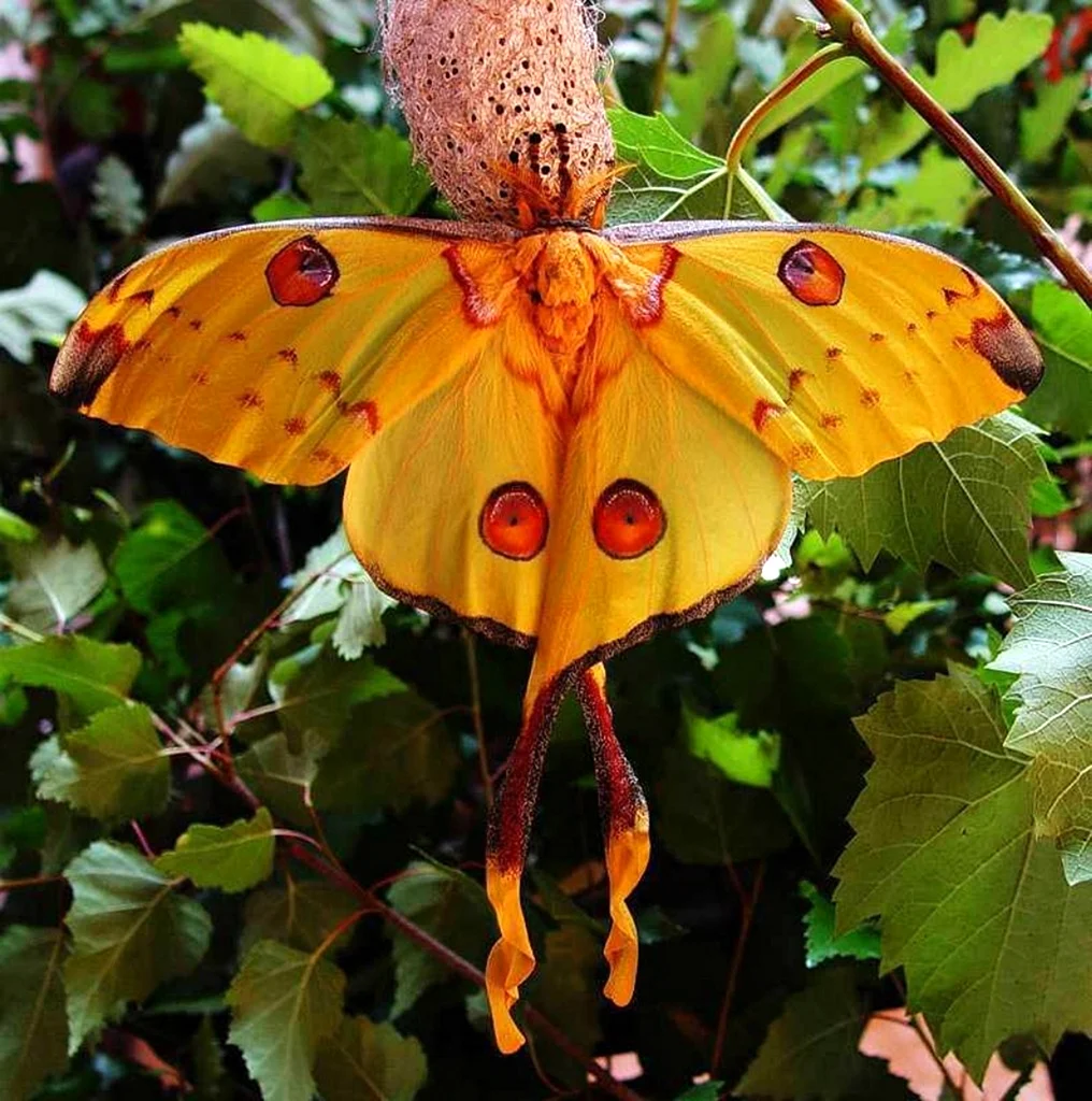 Топ самых красивых бабочек