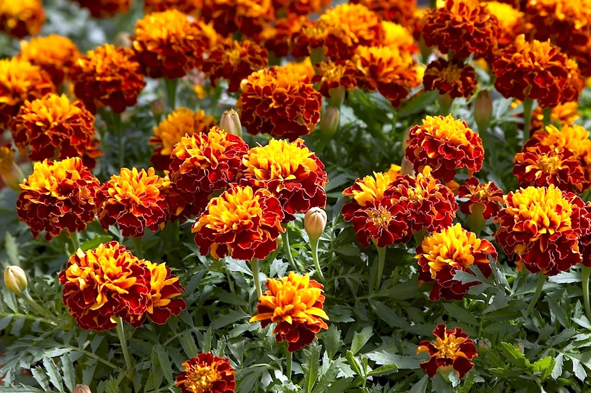 Садовые бархатцы. Бархатцы (Tagetes erecta). Бархатцы Бонанза Флейм. Бархатцы отклоненные Бонанза Флейм. Бархатцы Бонанза Хармони.