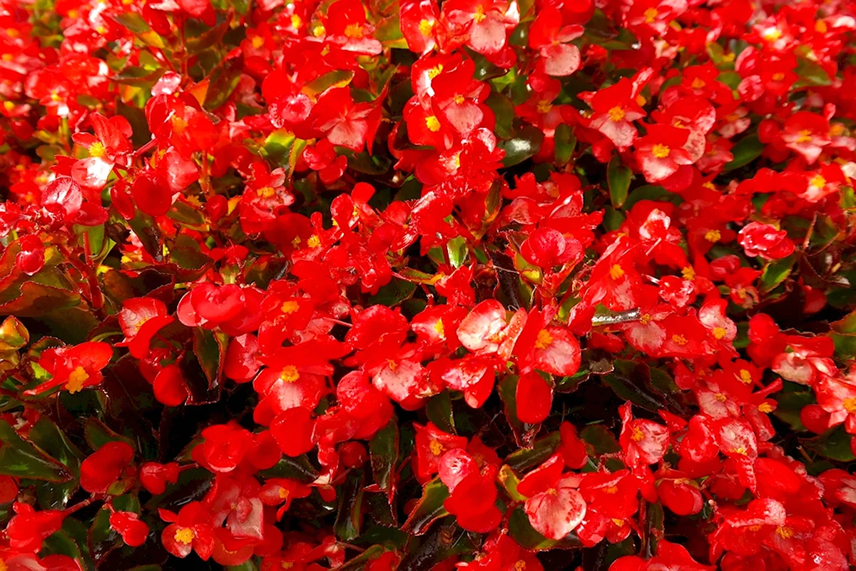 Мелкие красные цветочки