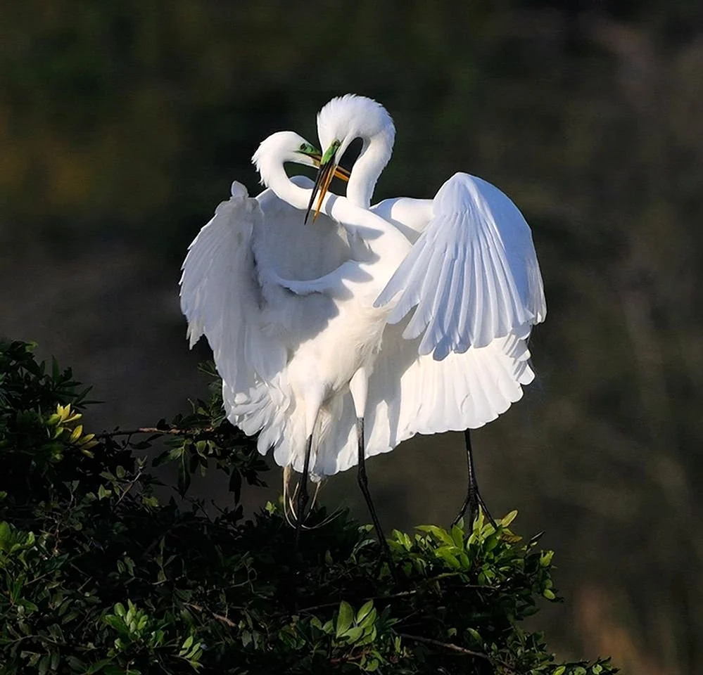 Прекрасные белые птицы