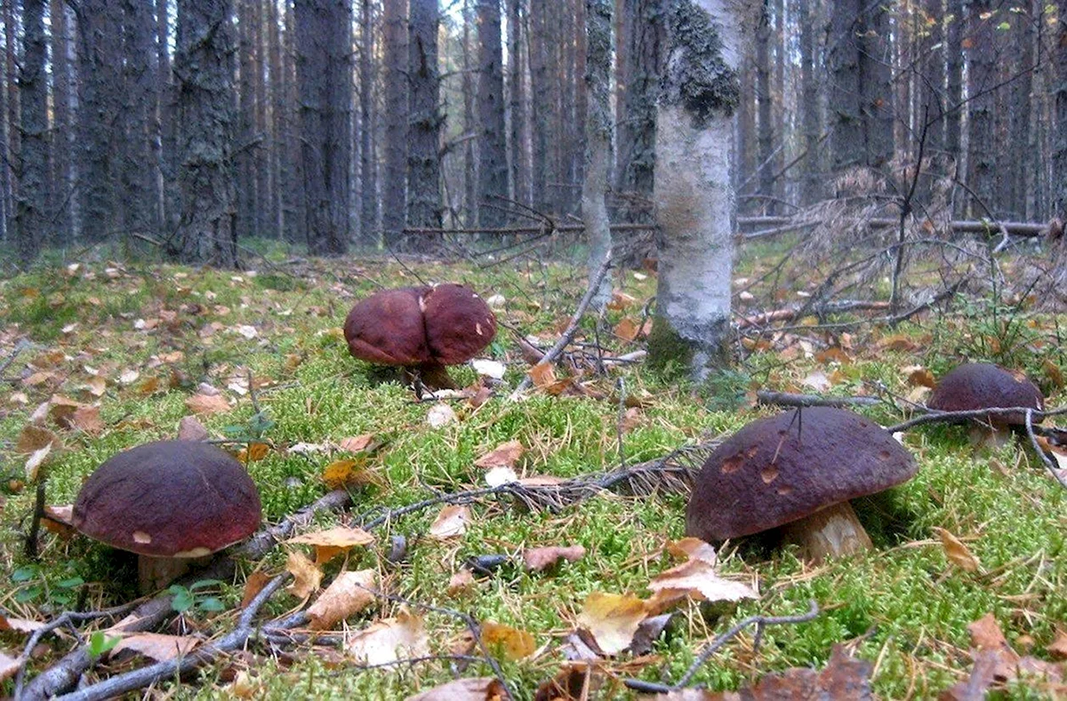 Когда начинаются белые грибы. Грибы карельского перешейка. Белые грибы в Карелии. Тихая охота грибы Карелия. Белые грибы в лесу Карелия.