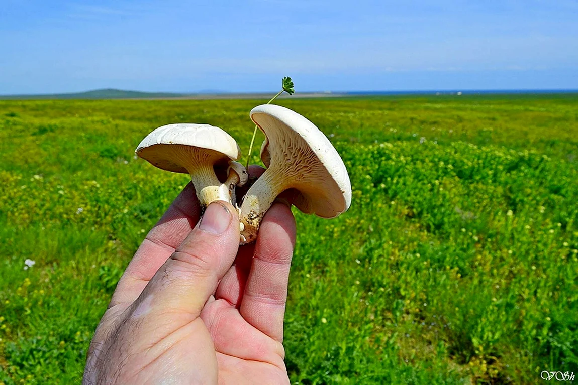 Чаудинский белый гриб
