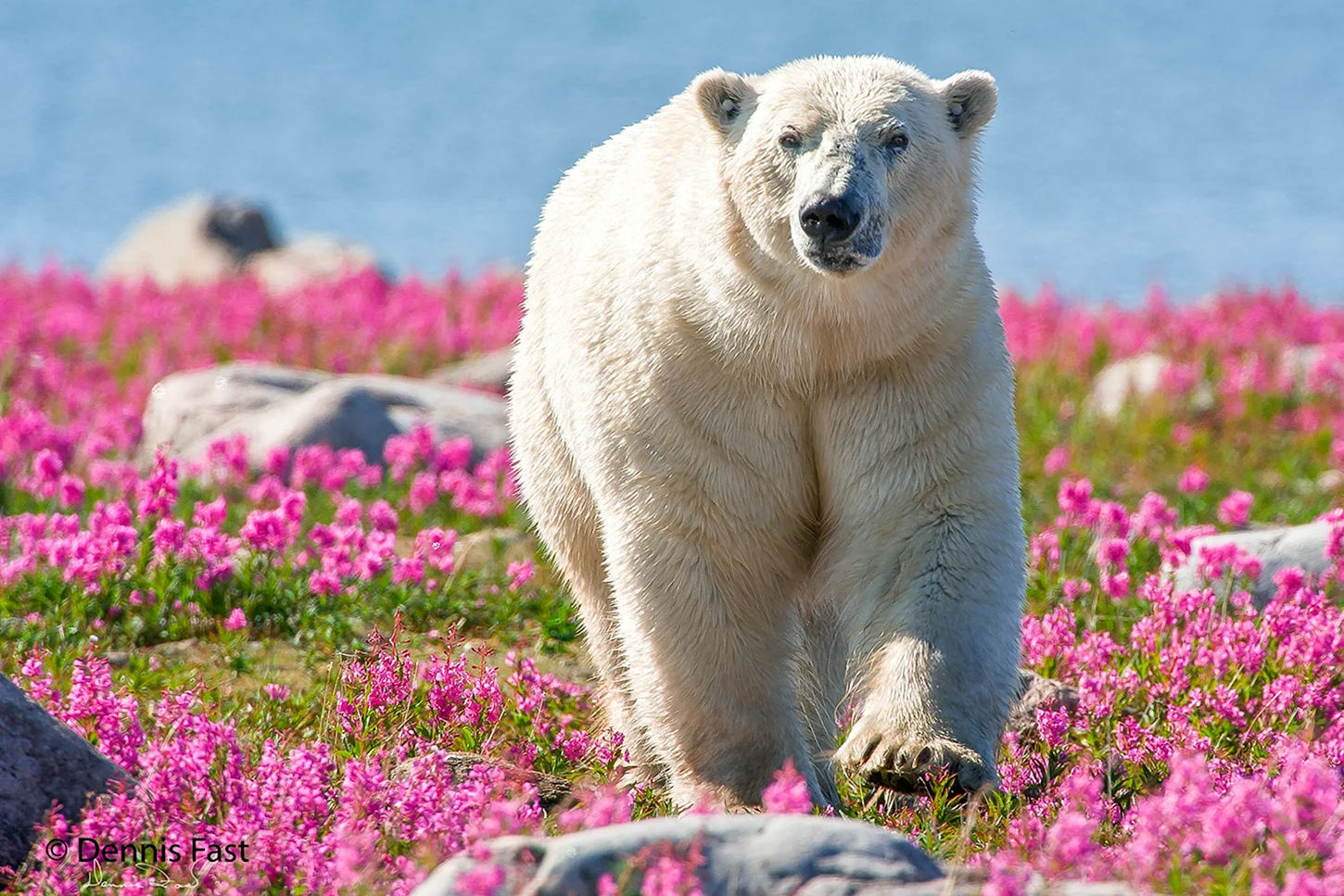 Белый медведь летом