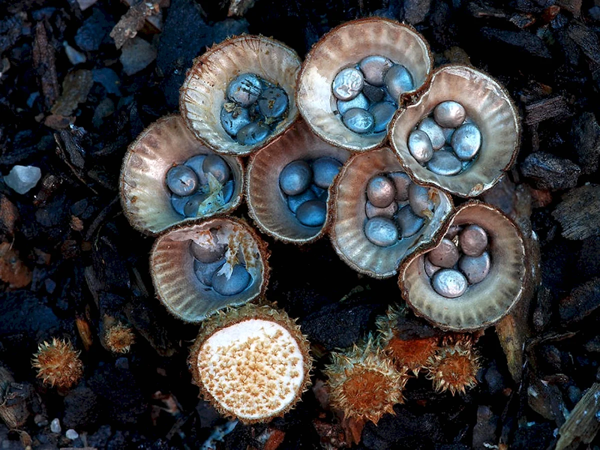 Удивительные грибы мира