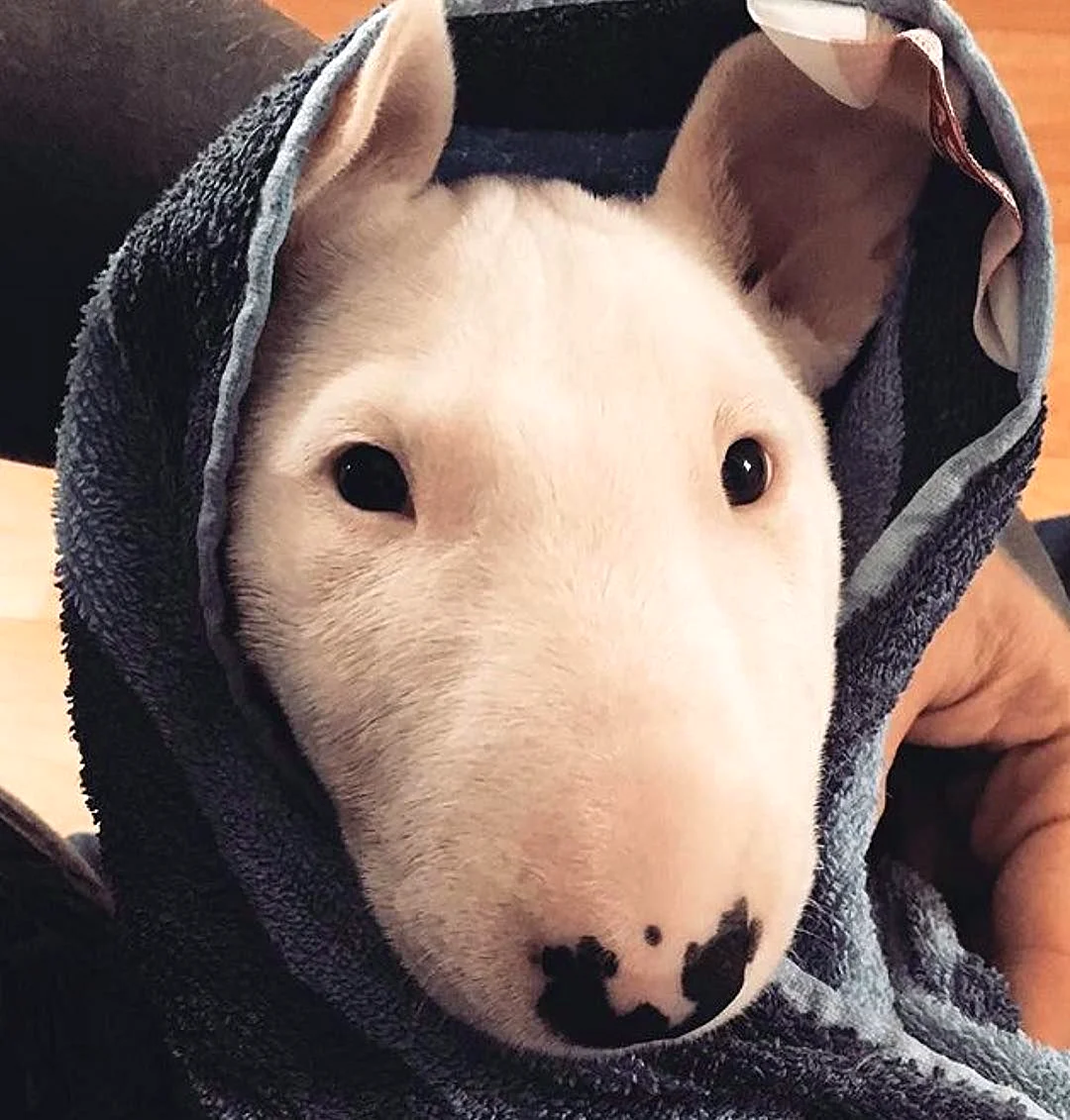 Бультерьер