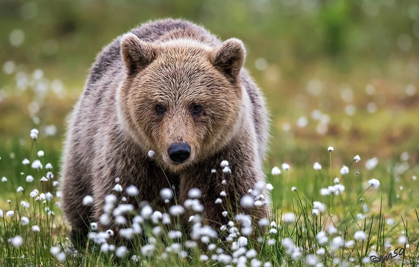 Красивый медведь