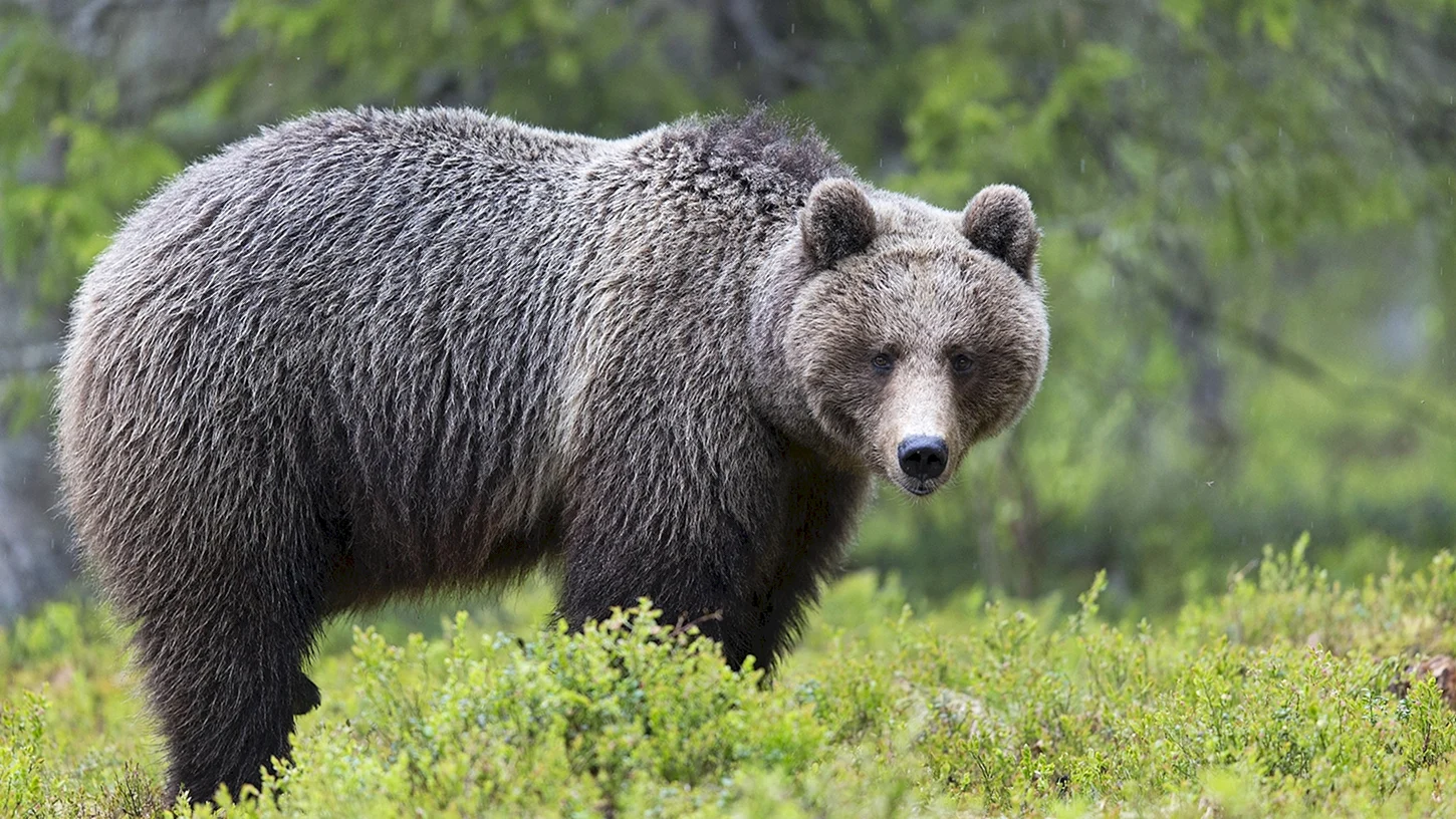 Бурый медведь серый