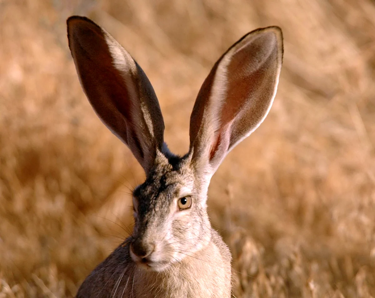 Заяц с большими ушами