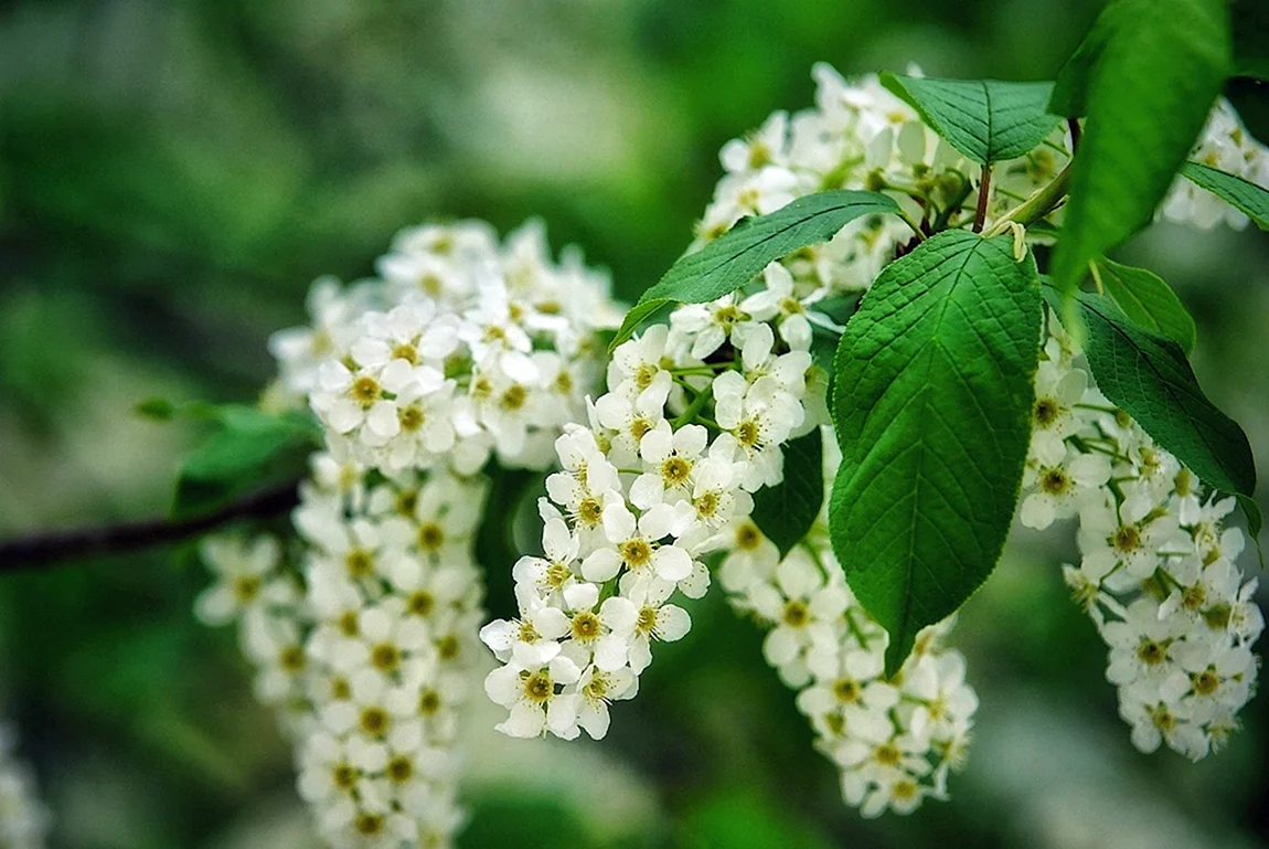 Красивая черемуха (56 фото)