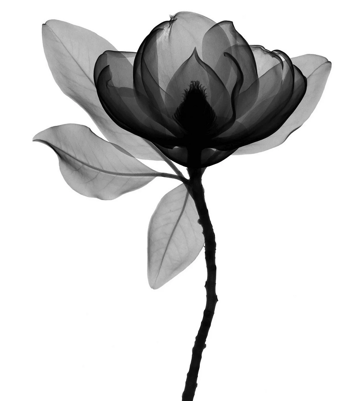 Черно белый цветок