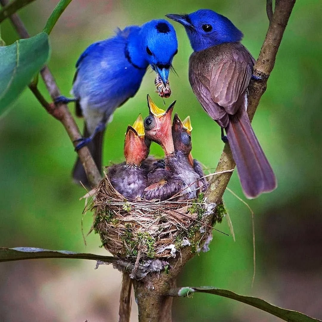 Включи то птица. Синяя мухоловка птица. Птица гнездовик. Красивые птицы. Яркие птицы.