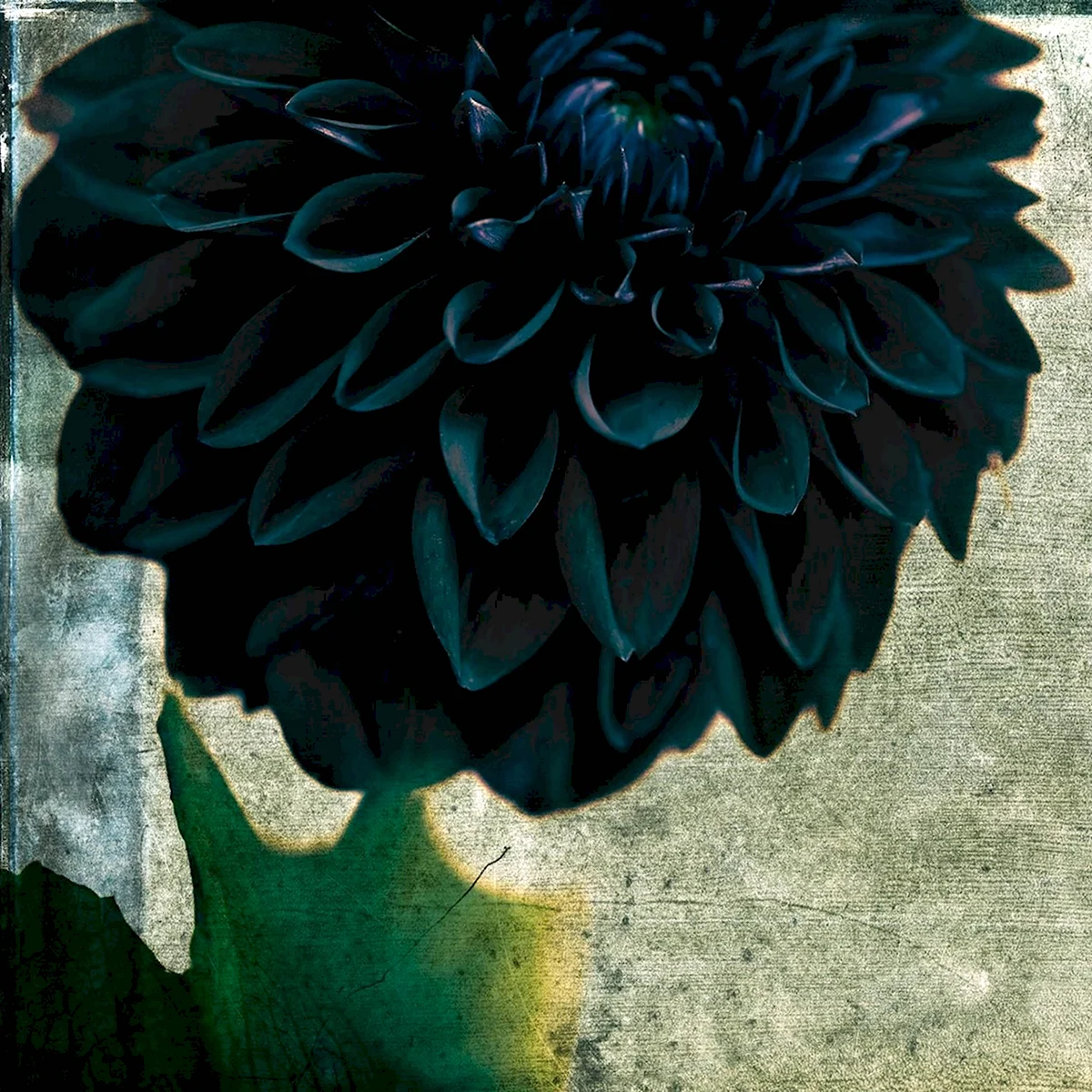 Черные георгины цветы