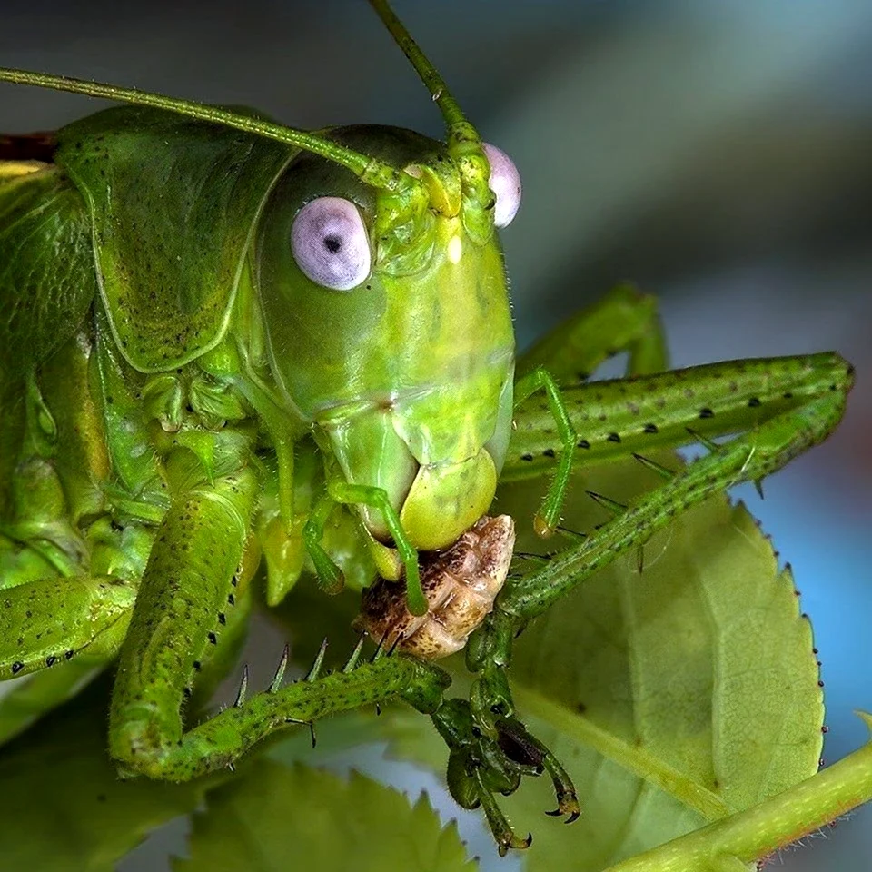 Chlorobalius leucoviridis