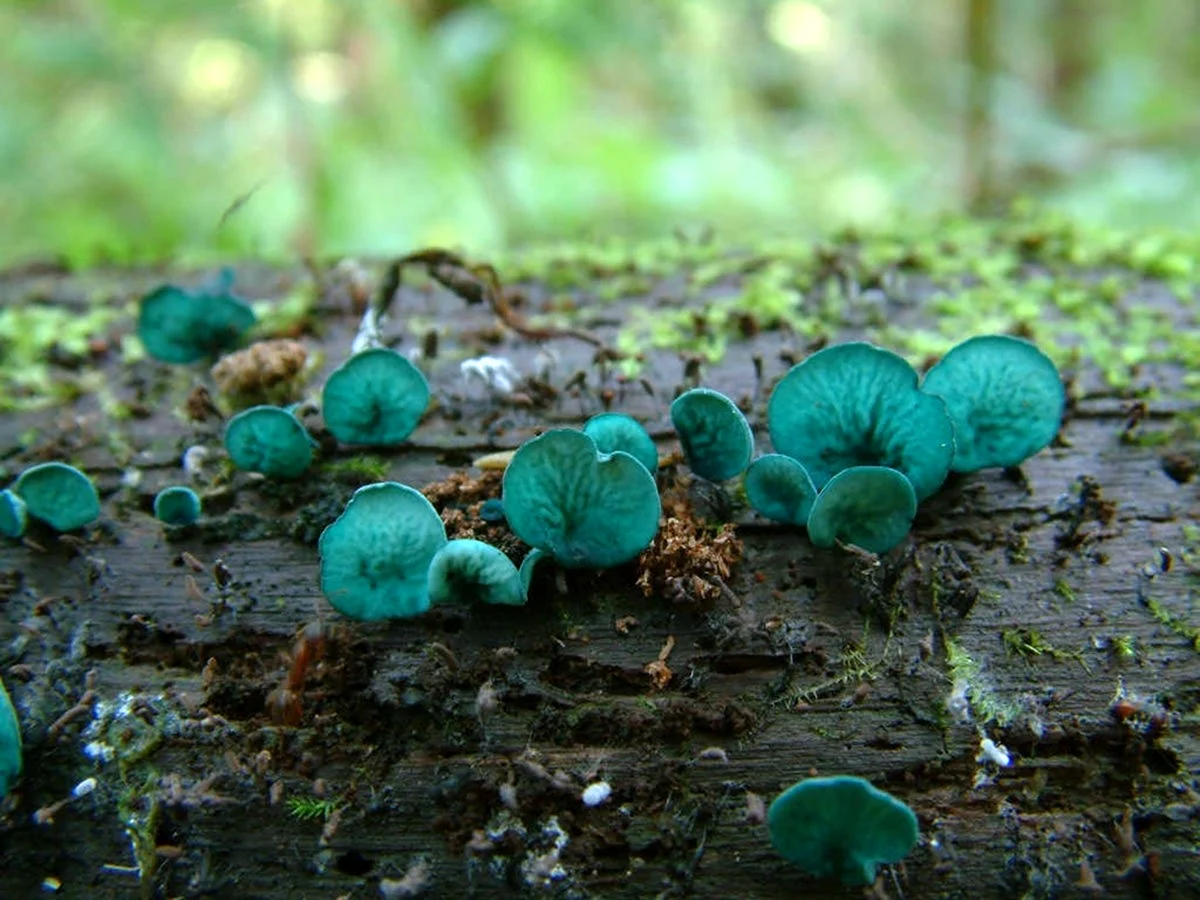 Chlorociboria aeruginascens