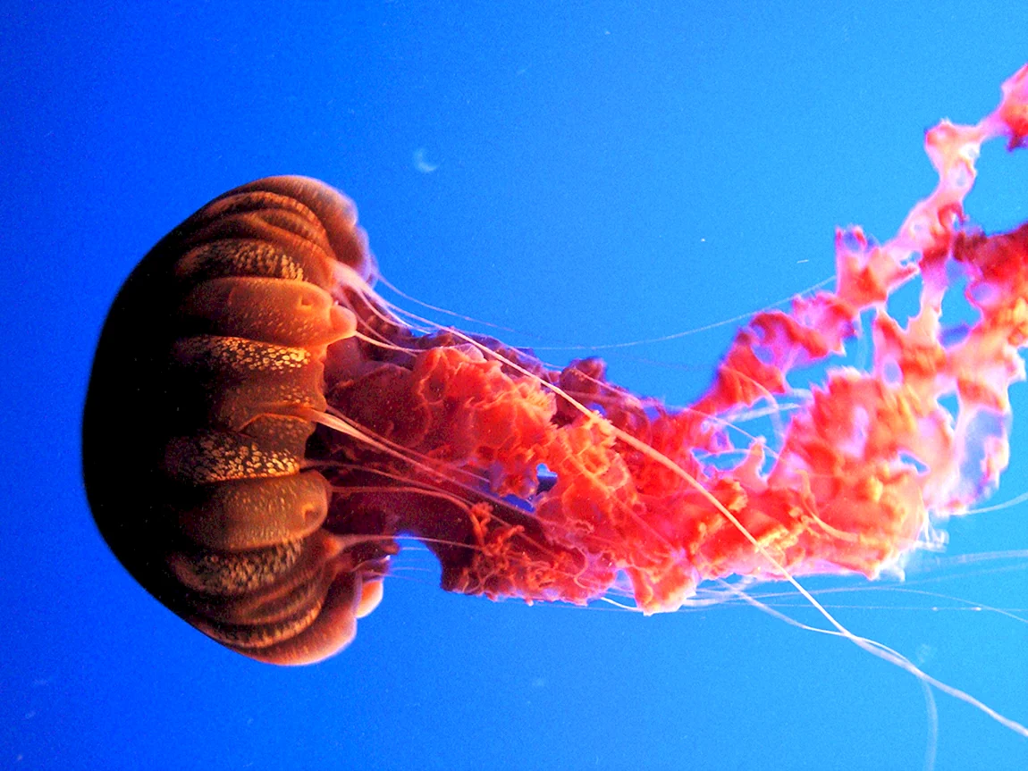 Медуза хризаора