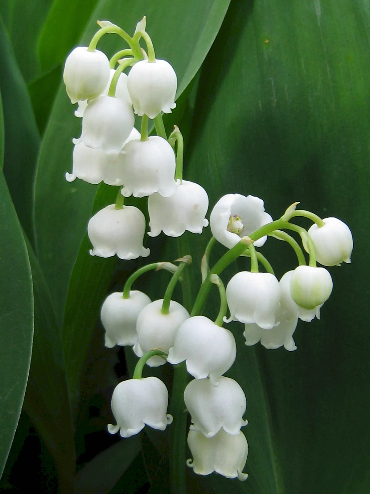 Convallaria Majalis