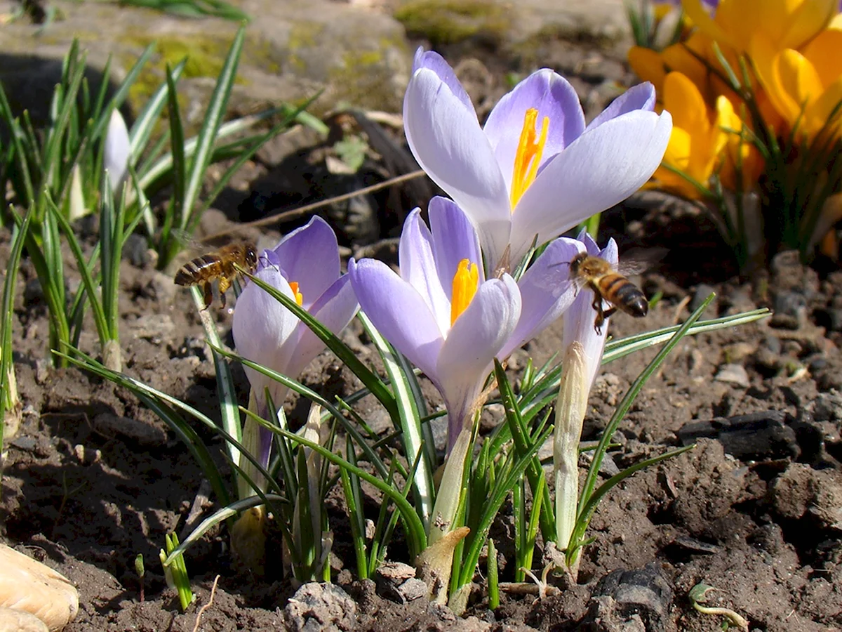 Crocus vernus