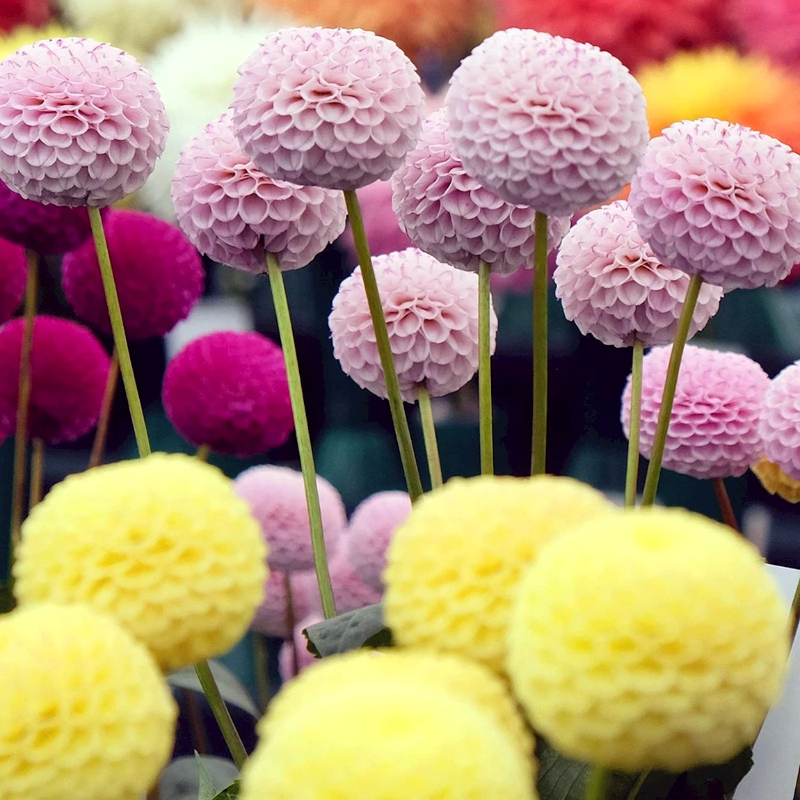 Dahlia variabilis pompon