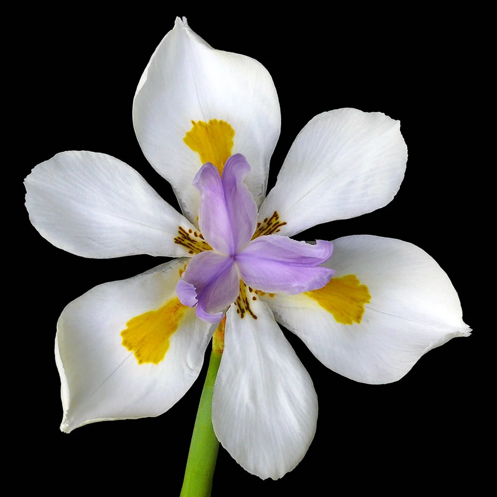 Dietes grandiflora