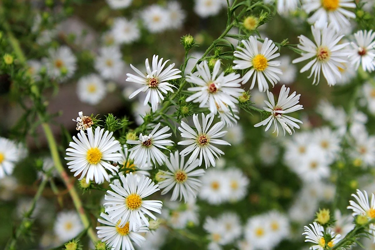 Астер Луговой белый. Aster.