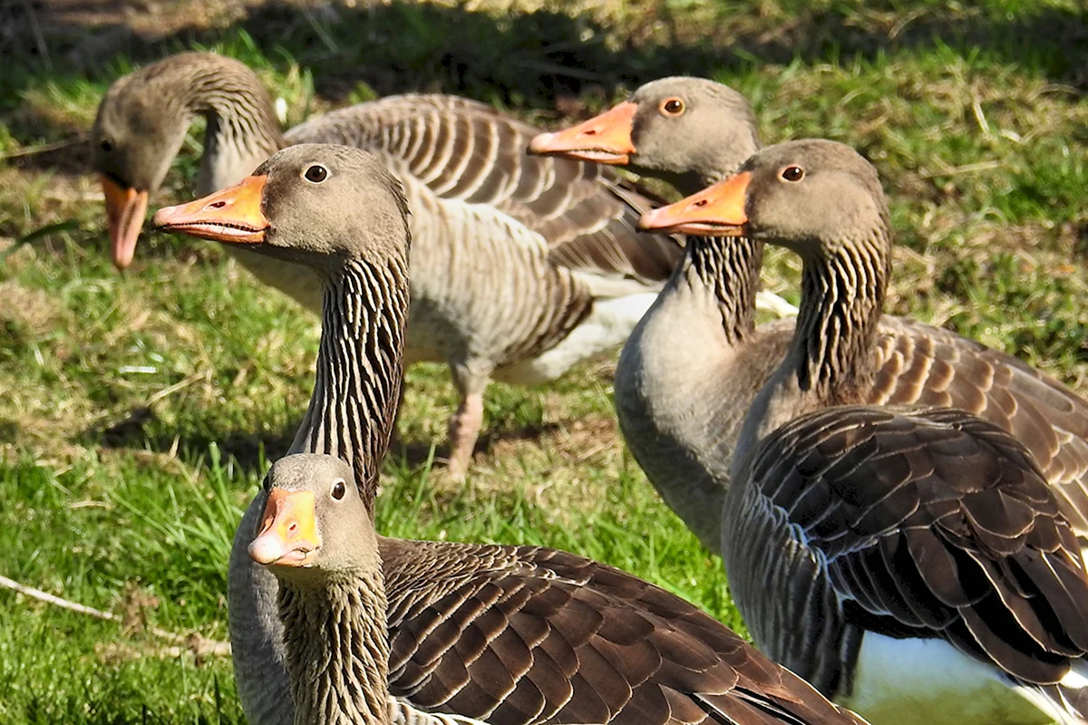 Дикие гуси