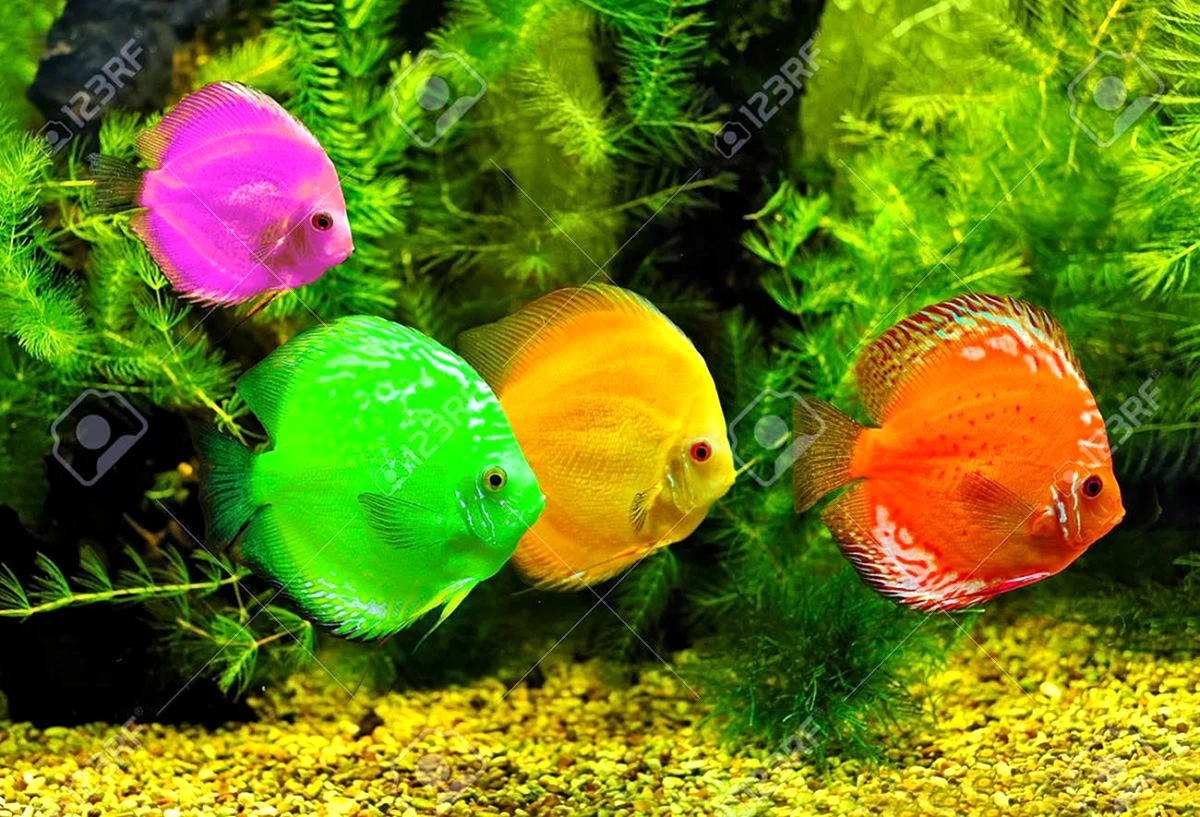 Яркие аквариумные рыбки