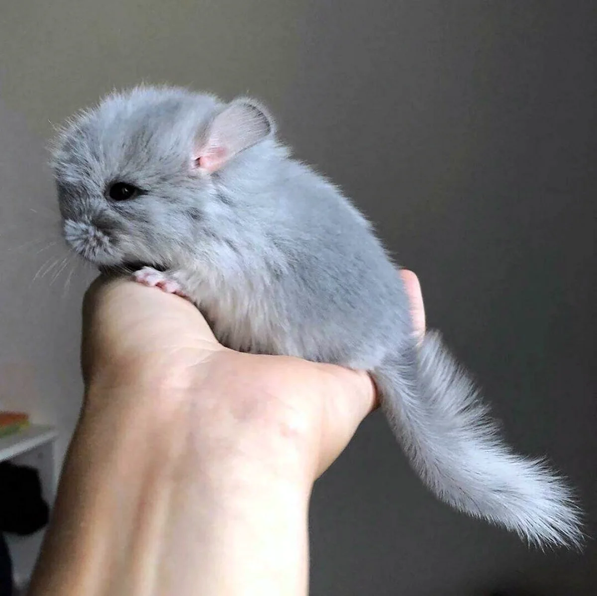 Длиннохвостая шиншилла