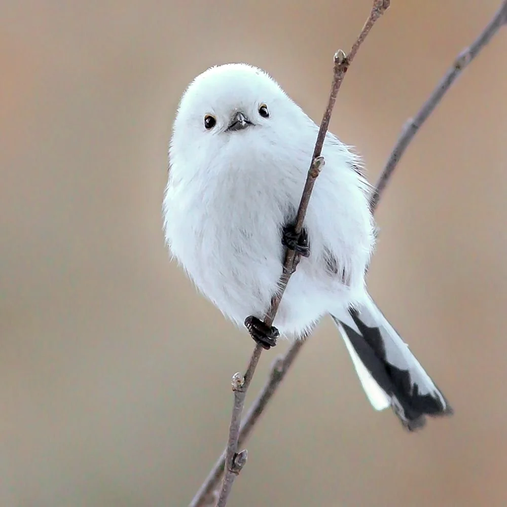 Маленькая белая птичка