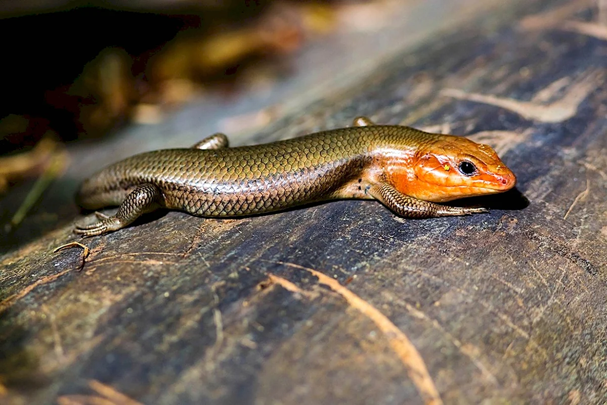 Длинноногий сцинк Plestiodon tetragrammus