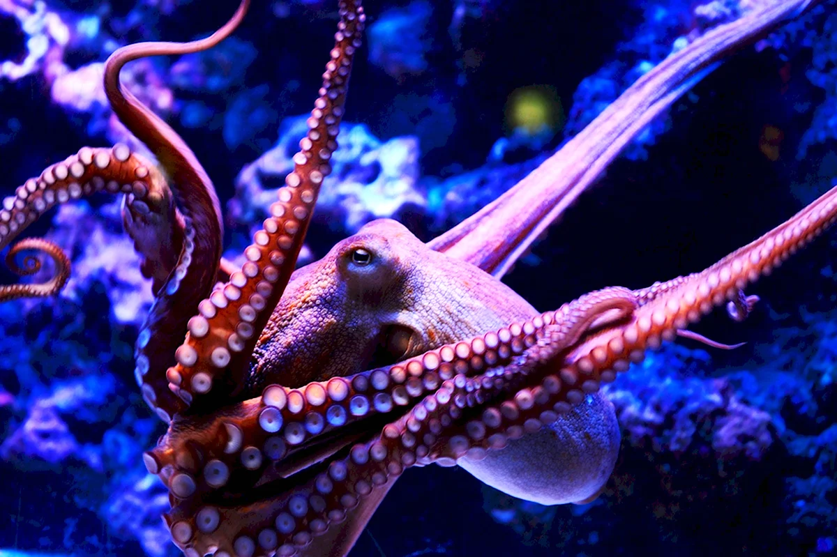 Морской осьминог