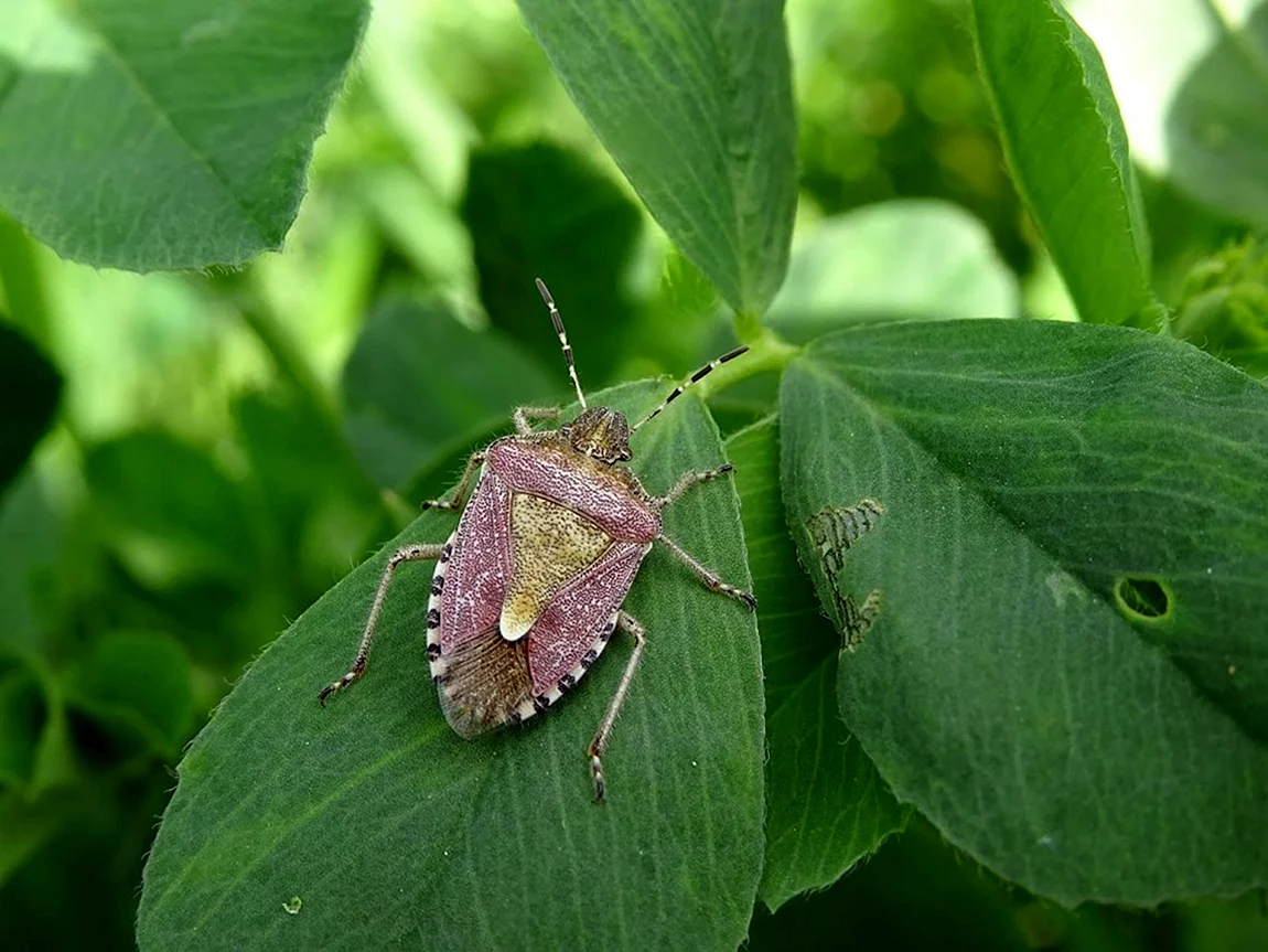 Жук щитник. Клоп щитник ягодный. Dolycoris baccarum - щитник ягодный. Жук наземник клоп.